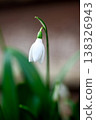 Spring flower background. Dark and moody. Tiny first snowdrop white flower macro photo 138326943