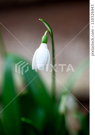 Spring flower background. Dark and moody. Tiny first snowdrop white flower macro photo Spring flower background. Dark and moody. Tiny first snowdrop white flower macro photo 138326943