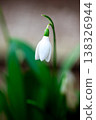 Spring flower background. Easter. Tiny first snowdrop white flower macro photo 138326944