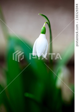 Spring flower background. Easter. Tiny first snowdrop white flower macro photo 138326944