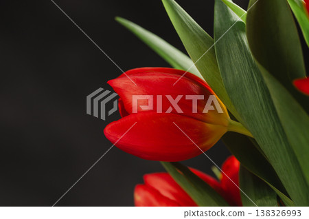 Red tulips macro photo. Easter spring or birthday greeting card, dark and moody abstract floral background Red tulips macro photo. Easter spring or birthday greeting card, dark and moody abstract floral background 138326993