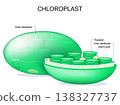 Chloroplast structure and anatomy. 138327737