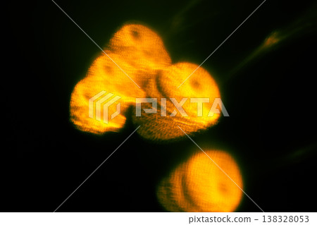 Abstract black and orange light liquid background. Gradient mesh effect bright color blend. Blurred and defocused Abstract black and orange light liquid background. Gradient mesh effect bright color blend. Blurred and defocused 138328053