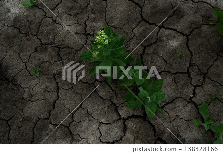 Green plants sprouting through clods of ground Green plants sprouting through clods of ground 138328166
