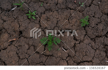 The little green sprout growing from crack land  138328167