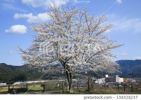 Cherry trees in Ozu Castle, Ozu City, Ehime Prefecture Cherry trees in Ozu Castle, Ozu City, Ehime Prefecture 138328237