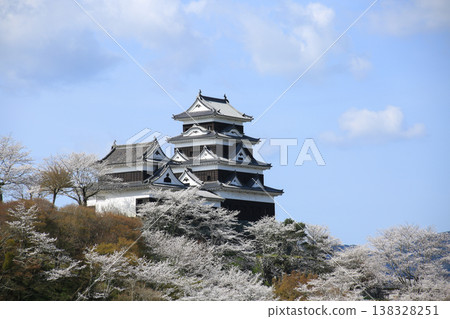 Cherry blossoms and Ozu Castle in Ozu City, Ehime Prefecture 138328251