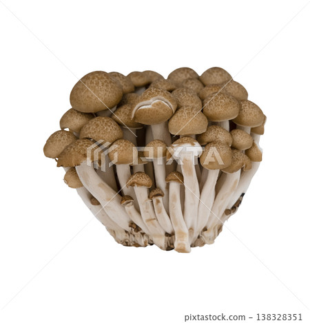 Mushrooms on a white insulated background Mushrooms on a white insulated background 138328351
