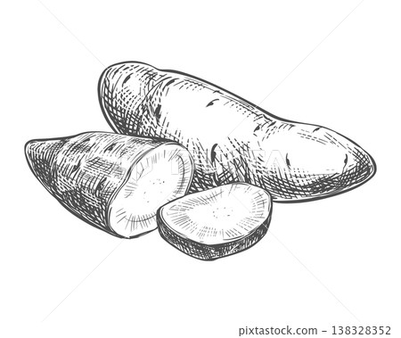 Sweet potato sketch. Vector composition of a whole vegetable and a camote slice lying on a table. Hand drawn illustration imitating an engraving. Line Ink outline drawing of a yam. 138328352