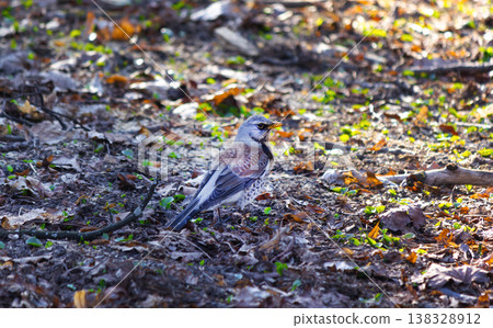A bird of the thrush family, the mountain ash. 138328912