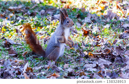 A fluffy squirrel with a fluffy tail stands on its hind legs on the ground. A fluffy squirrel with a fluffy tail stands on its hind legs on the ground. 138328913