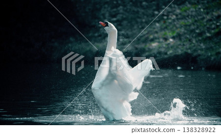 White Swan Flapping Wings On Dark Pond In Vizille Park, France 138328922