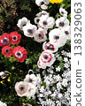 七彩花朵 138329063