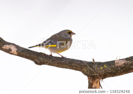 A photo of a common greenfinch bird A photo of a common greenfinch bird 138329248