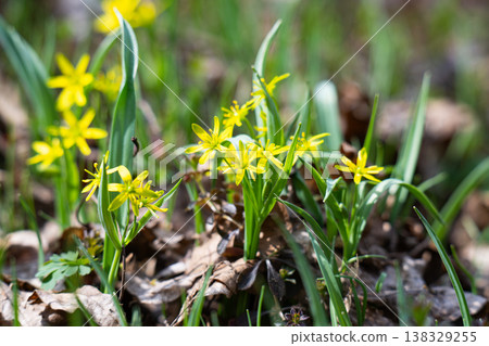 goose onion flowers in the forest in early spring 138329255