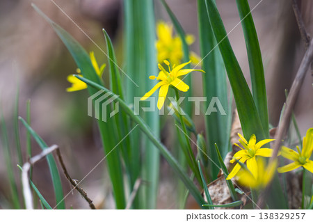 goose onion flowers in the forest in early spring 138329257