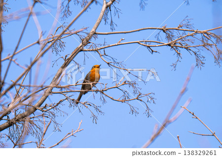 robin on a branch on a sunny spring day robin on a branch on a sunny spring day 138329261