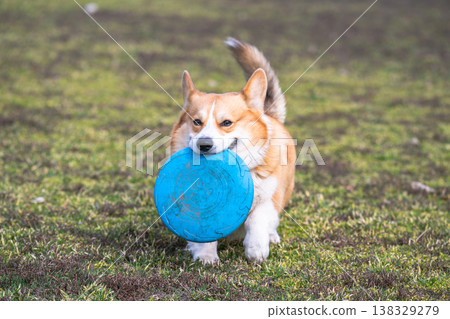 corgi on a walk in the park in early spring 138329279