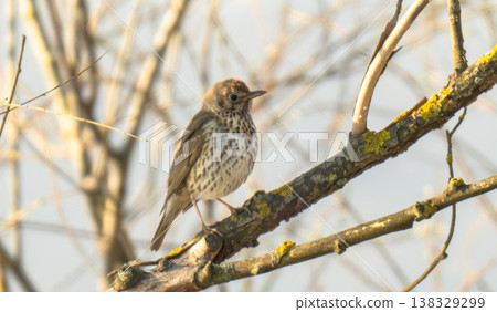song thrush on a branch on a spring day song thrush on a branch on a spring day 138329299
