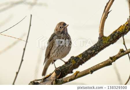 song thrush on a branch on a spring day song thrush on a branch on a spring day 138329300