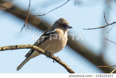 chaffinch on a branch on a spring day chaffinch on a branch on a spring day 138329301