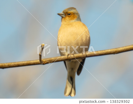 chaffinch on a branch on a spring day chaffinch on a branch on a spring day 138329302