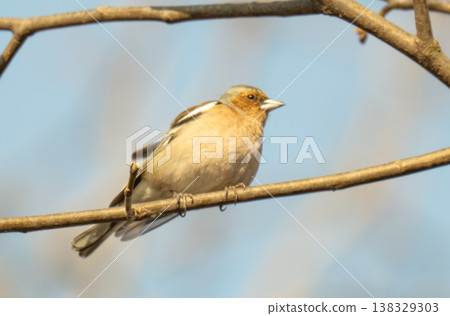chaffinch on a branch on a spring day 138329303