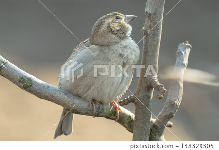 photo of a sparrow photo of a sparrow 138329305