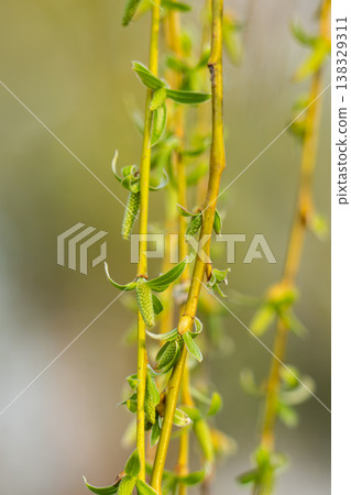 willow tree blossoming in early spring willow tree blossoming in early spring 138329311