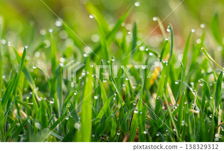 landscape in the morning of green grass with dew landscape in the morning of green grass with dew 138329312