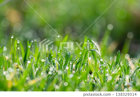 landscape in the morning of green grass with dew 138329314