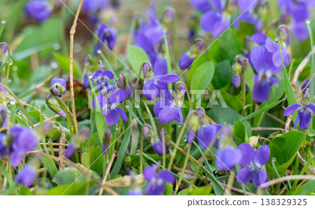 violets in a meadow in spring violets in a meadow in spring 138329325