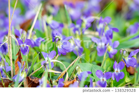 violets in a meadow in spring violets in a meadow in spring 138329328