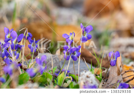 violets in a meadow in spring violets in a meadow in spring 138329338