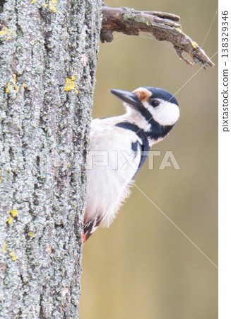 woodpecker on a tree in early spring woodpecker on a tree in early spring 138329346
