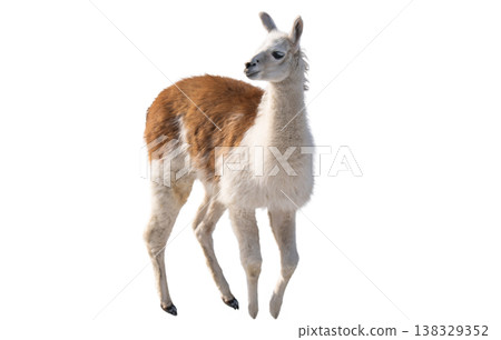 llama isolated on a white background 138329352