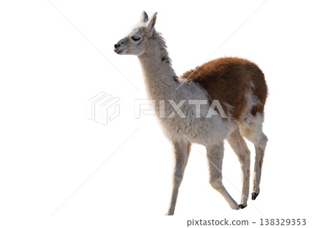 llama isolated on a white background llama isolated on a white background 138329353