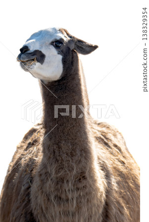 llama isolated on a white background 138329354