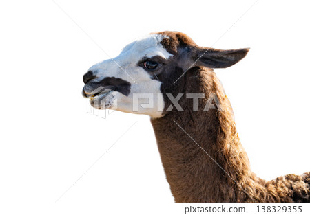 llama isolated on a white background 138329355