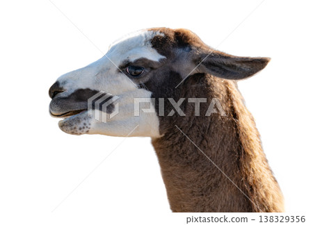 llama isolated on a white background llama isolated on a white background 138329356