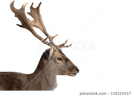 deer isolated on a white background deer isolated on a white background 138329357