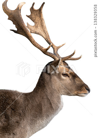 deer isolated on a white background deer isolated on a white background 138329358