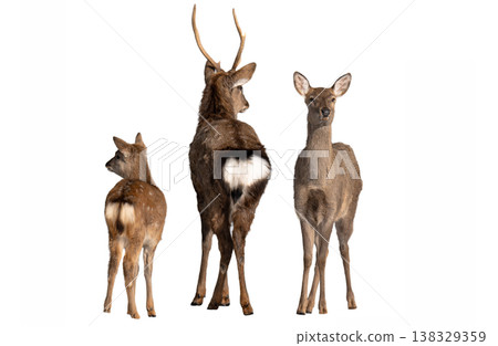 deer isolated on a white background 138329359