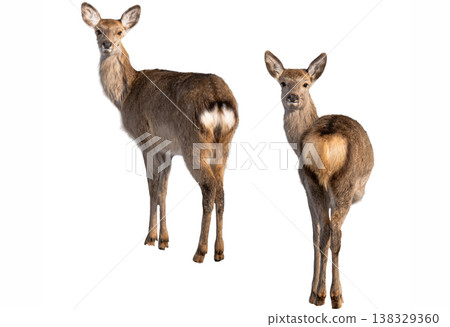 deer isolated on a white background 138329360