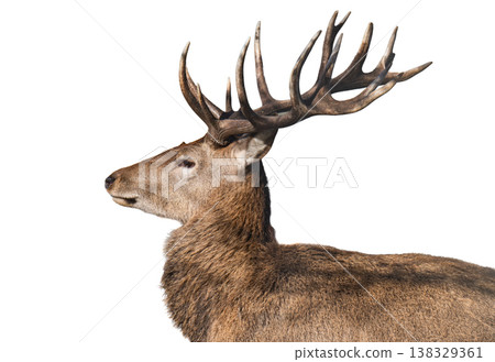 deer isolated on a white background deer isolated on a white background 138329361
