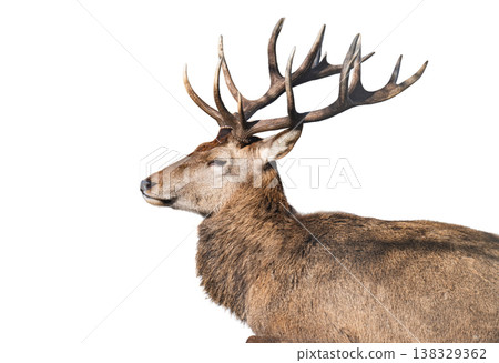 deer isolated on a white background 138329362