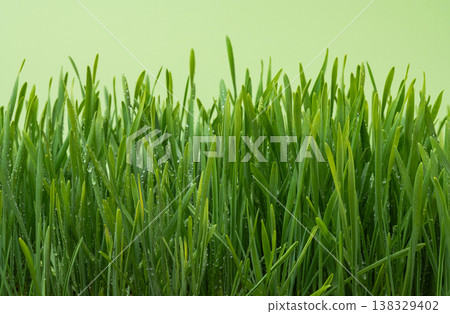 green wheat with water droplets 138329402