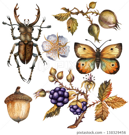 Beetle, acorn, blackberry, butterfly, flower. A set of botanical isolated watercolor illustration Beetle, acorn, blackberry, butterfly, flower. A set of botanical isolated watercolor illustration 138329456