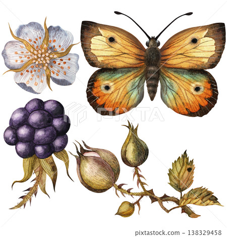 Butterfly, blackberry, branch , buds, flower. Isolated watercolor illustration on white background Butterfly, blackberry, branch , buds, flower. Isolated watercolor illustration on white background 138329458