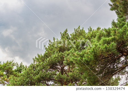 Green pine tree with long needles on a background of blue sky. Freshness, nature, concept. Pinus pinea 138329474